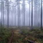 skog i dimma