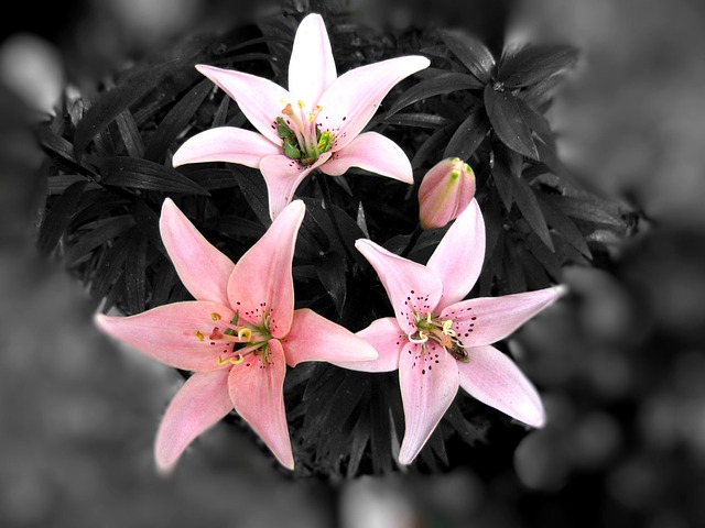 black-white-flower